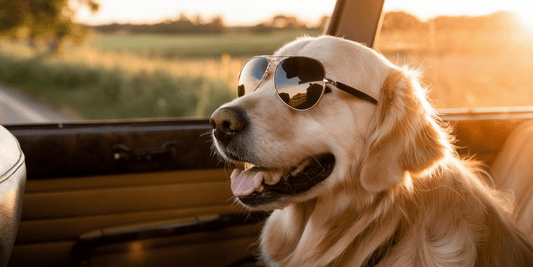 Car Travel with Dogs: Safety Tips for a Smooth Ride