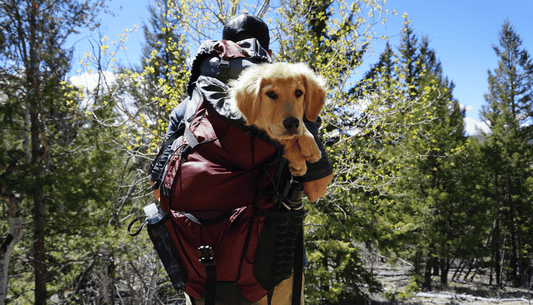Choosing the Perfect Carrier for outdoors