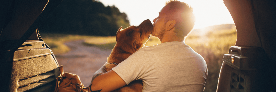 How to Prepare Your Dog for Long Road Trips
