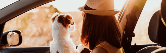 How to Reduce Pet Anxiety While Traveling