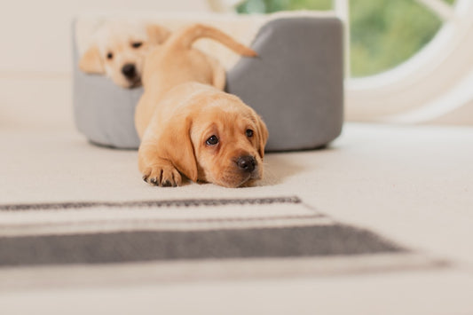 Potty Perfect: A Housebreaking Guide for Puppies