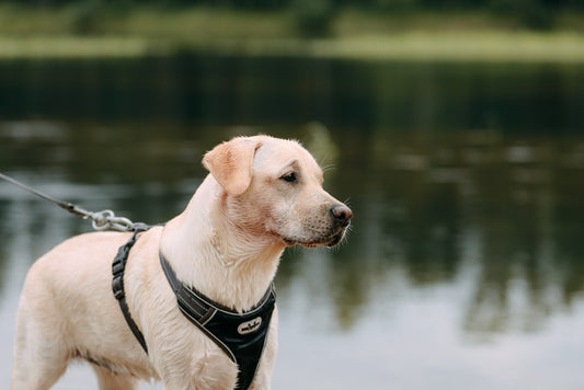 Pulling on the Leash: Tips for Controlling Your Dog