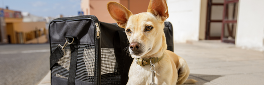 airline-approved pet carrier