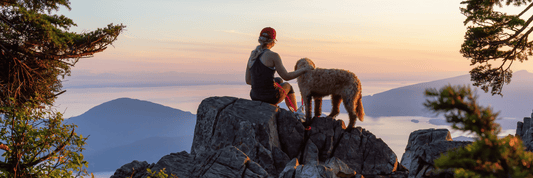 Essential Pet Travel Safety Tips for Dog Owners