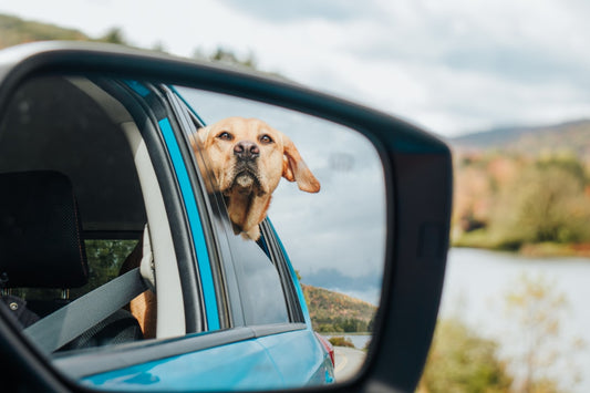 How to Prepare Your Dog for a Long Road Trip