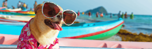 🧳 What to Pack in Your Pet Travel Bag (Checklist Inside!)