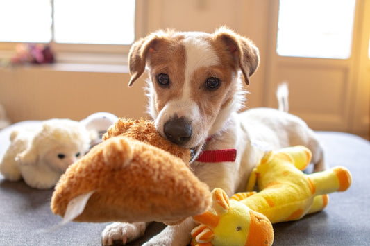 Struggle to Keep Your Dog Engaged?