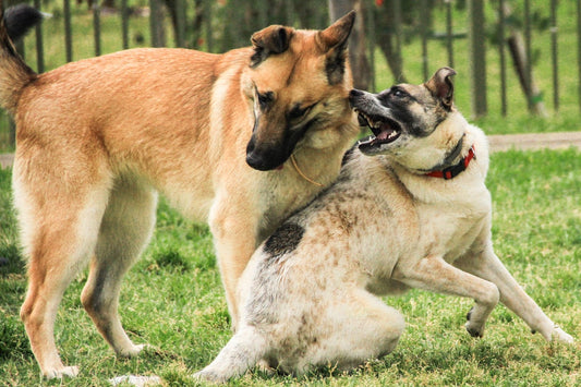 Handling Aggression Toward Other Dogs or People