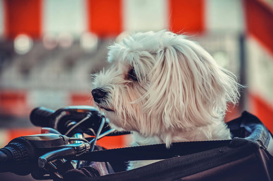 Traveling with Senior Dogs: Ergonomic Carriers and Low-Impact Adventure Tips