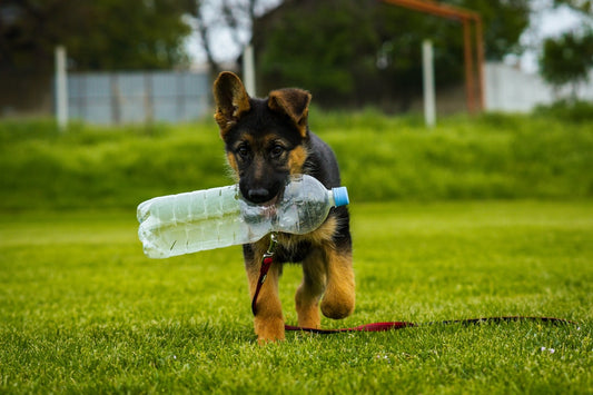 Portable Pet Hydration Solutions
