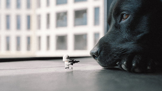 Separation Anxiety in Dogs
