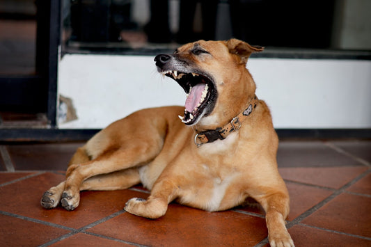 Excessive barking solution
