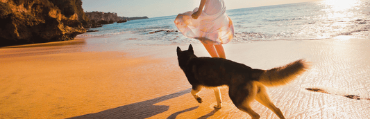 Top 10 Pet Travel Essentials for Dogs