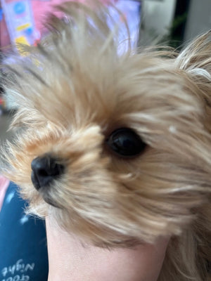 Yappyboo