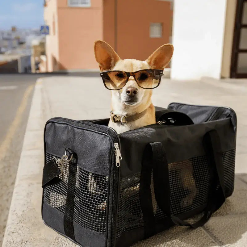 airline approved Dog carrier