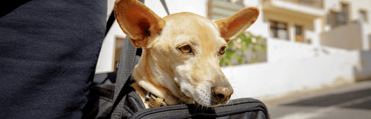 How to Fly with Your Dog