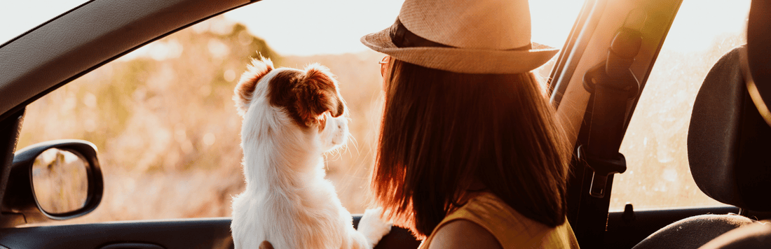 How to Reduce Pet Anxiety While Traveling