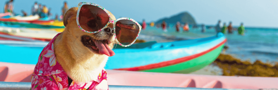 🧳 What to Pack in Your Pet Travel Bag (Checklist Inside!)