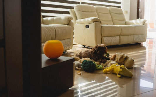 Chewing and Destruction at Home: Tips to Protect Your Space