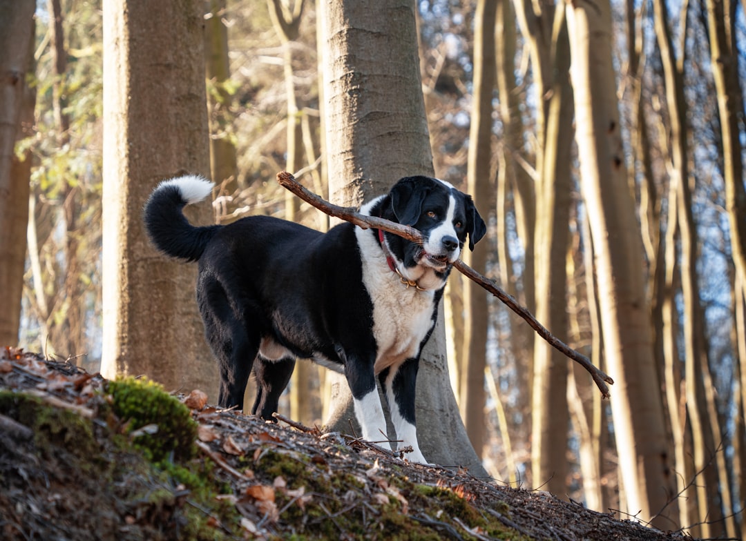 The Dog Hiking Gear Checklist: 10 Essentials for Safe, Comfortable Trails