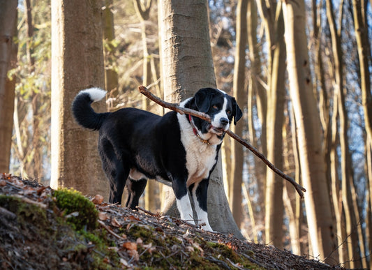 The Dog Hiking Gear Checklist: 10 Essentials for Safe, Comfortable Trails