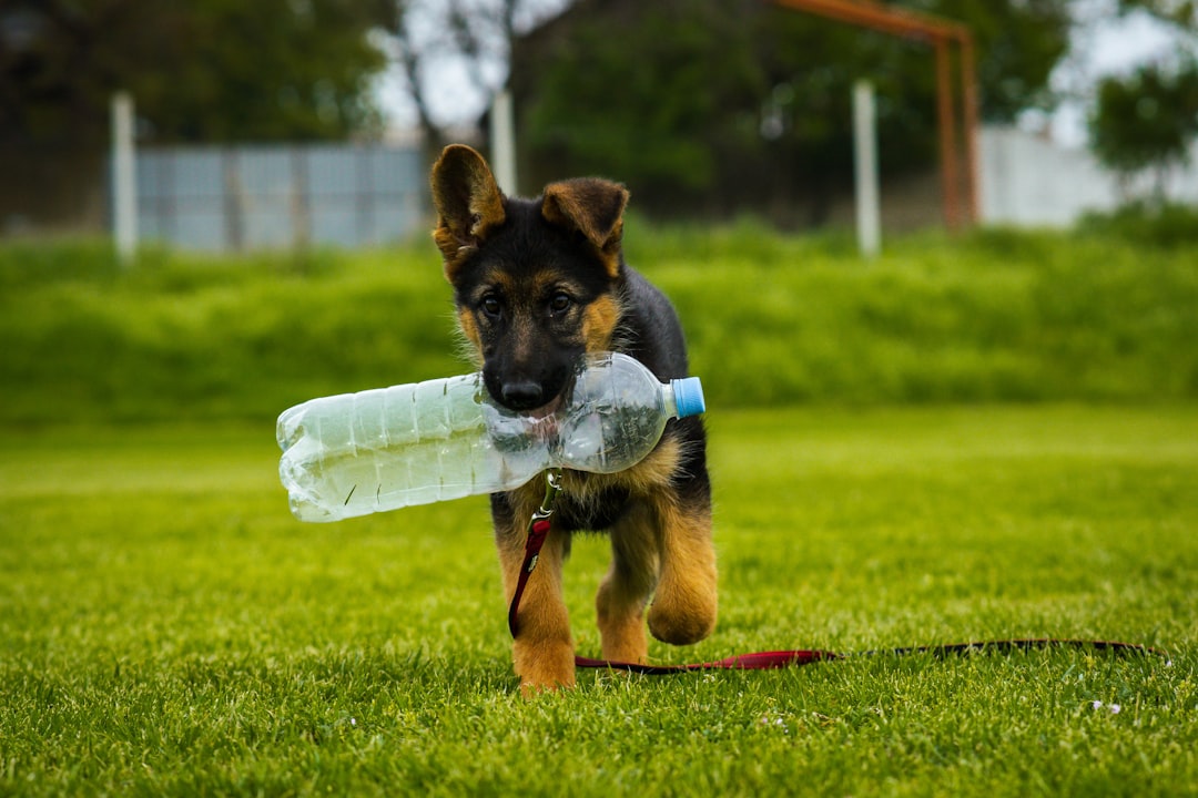 Portable Pet Hydration Solutions