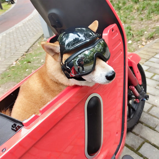 dog wearing helmet and goggles riding motorcycle