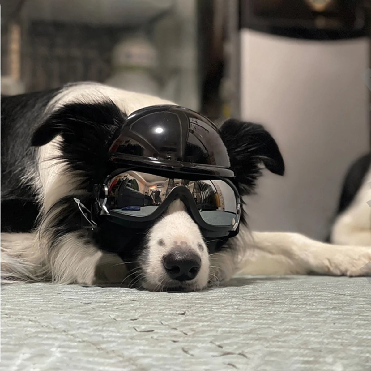 dog wearing helmet and goggles 
