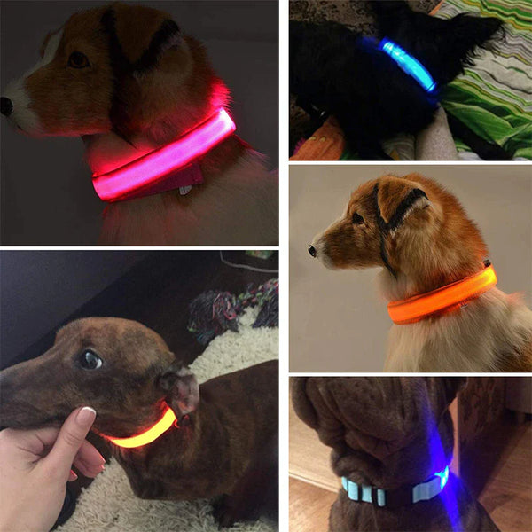 Collar para perros con brillo brillante